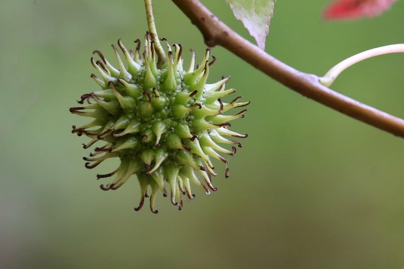 Fruit Tree in Urban Garden