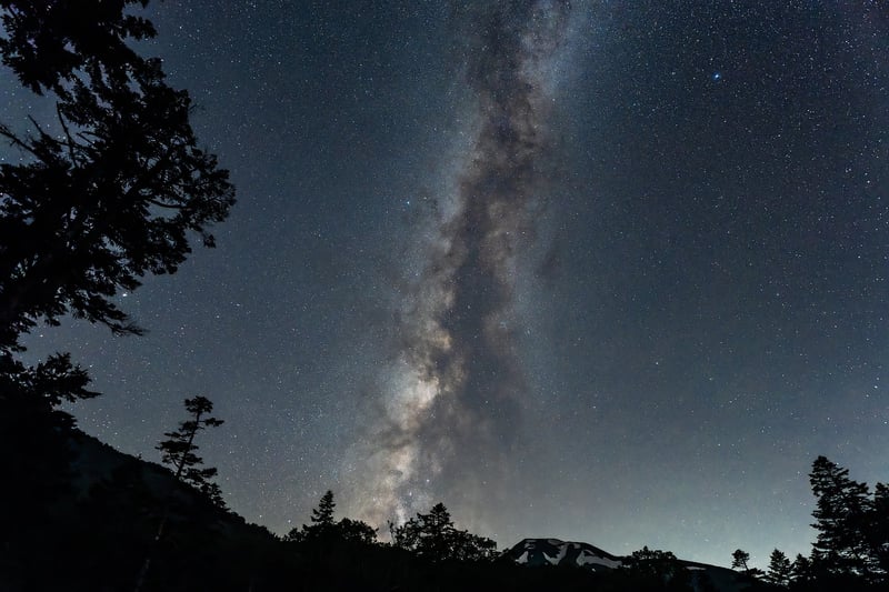 Plants under starry sky