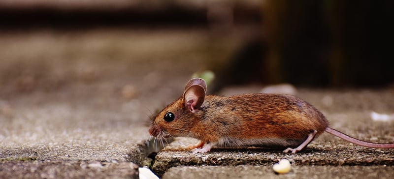 Rodent Control