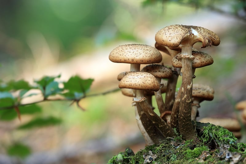 Fungal disease in plants
