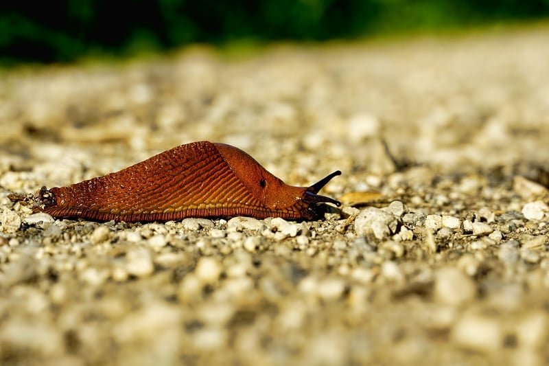 Snail in the garden